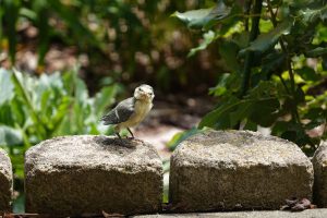 der Nachwuchs - H. Müller