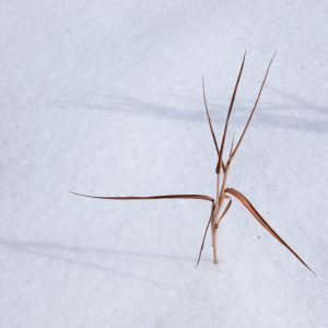 Der Solist-Peter Mauksch