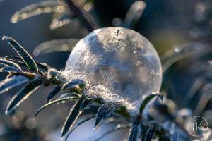 eisige Blase - Frank Knorr