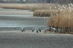 Frösteln im Hälterteich - NORBERT KUBICKE
