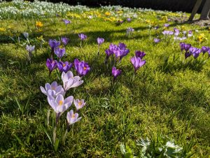 Frühlingswiese (1) - H. Müller