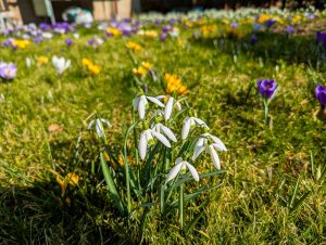 Frühlingswiese (2) - H. Müller