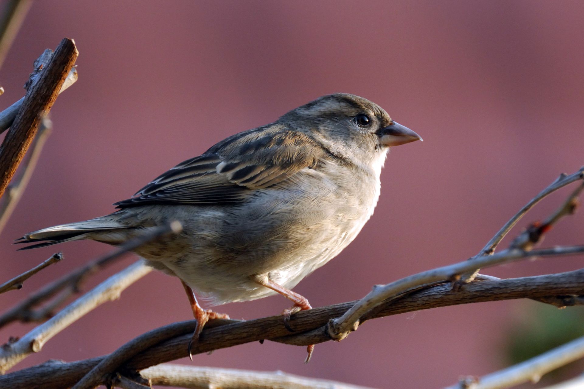 Gast vorm Küchenfenster - Norbert Kubicke