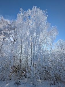 Winterimpressionen (12) - H. Müller