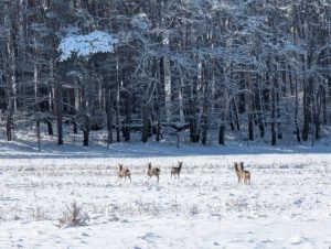Winterimpressionen (3) - H. Müller