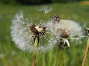 Aufgeblasen - Bernd Opel