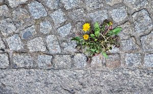 Durchgesetzt - Norbert Kubicke