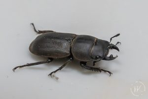 Hirschkäfer - F.Knorr