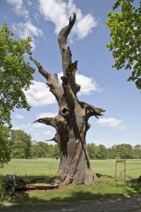 Florentinen-Eiche bei Straupitz-Peter Mauksch