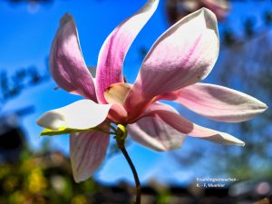 Fruelhingserwachen - K-F.Mühler