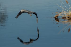 Graureiher - B.Möcker