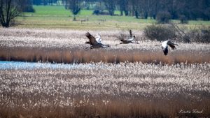 Graureiher - Kerstin Fetsch
