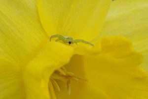 Guten Appetit - Norbert Kubicke