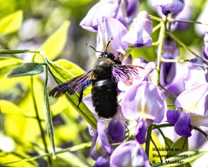 Holzbiene an Blauregenblüte (Kopie) - K.-F.Mühler