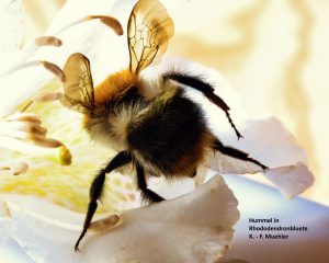 Hummel in Rhododendronblüte - K.-F.Mühler