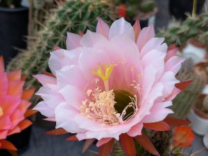 Kaktusblüte 1 - H. Müller