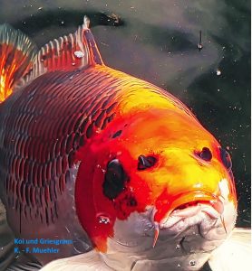 Koi-markantes Portraet - K-F.Mühler