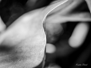 Lineares - Kerstin Fetsch