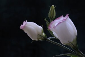 Macro - Norbert Kubicke