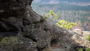 Natur-Bonsai - Kerstin Fetsch
