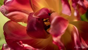 Innenleben de Tulpe - Kerstin Fetsch