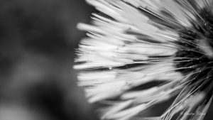 Pusteblume im Regen - Kerstin Fetsch