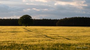 Vor dem Regen - Kerstin Fetsch