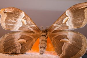 Samia-Familie der Pfauenspinner - K.-F.Mühler