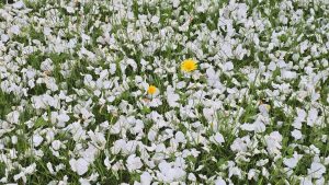 Unter meinem Apfelbaum - Norbert Kubicke