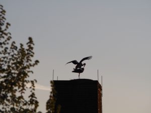 Vogelhochzeit - Bernd Opel