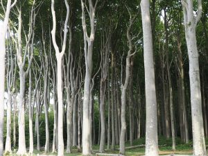 Geisterwelt bei Nienhagen - Bernd Opel