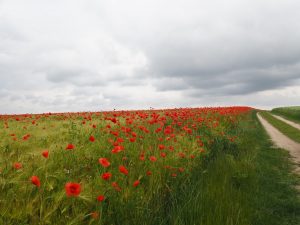 Mohn soweit das Auge reicht - Bernd Opel