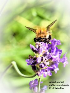 Ackerhummel - K.-F.Mühler