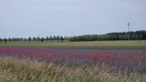 Blühstreifen - Norbert Kubicke