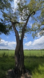 Getrennte Wege - Norbert Kubicke