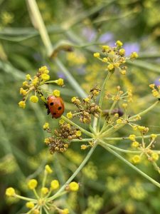 Marienkäfer im Bronzefenchel - Bernd Opel
