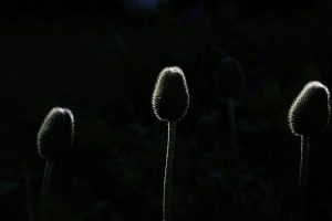 Mohn im Abendlicht 2 - Norbert Kubicke