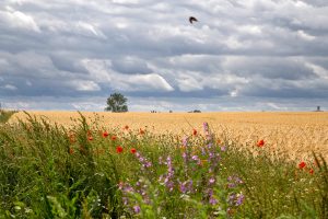 Poel-Farbig-Peter Mauksch