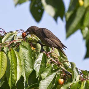 Poel-Kirschenstar-Peter Mauksch