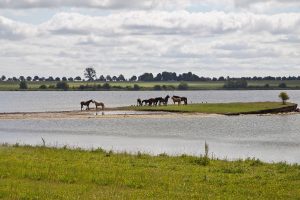 Poel-Pferdeinsel-Peter Mauksch