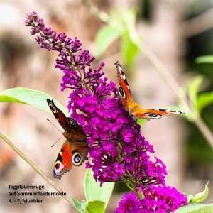 Tagpfauenaugen auf Sommerfliederdolde - K.-F.Mühler