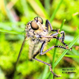 Wer bin ich . . . - K.-F.Mühler