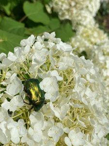 goldglänzender Rosenkäfer - Bernd Opel