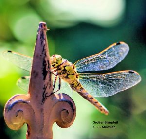 vermutl. Großer Blaupfeil - K.-F.Mühler