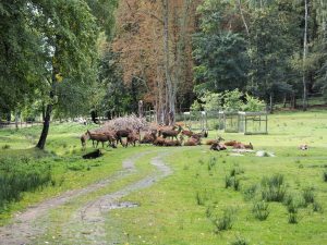 Dammwild im Gehege - Bernd Opel