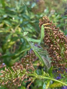 Gottesanbeterin - Bernd Opel