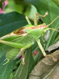 Heupferd - Bernd Opel