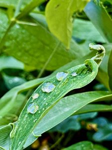 Heupferd - Bernd Opel