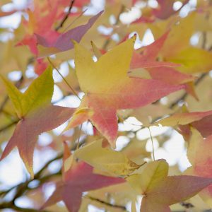 Herbst - Peter Mauksch