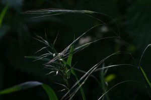 Restlichtreflexe I - Norbert Kubicke